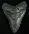 Inch Megalodon Tooth - North Carolina #4993-1